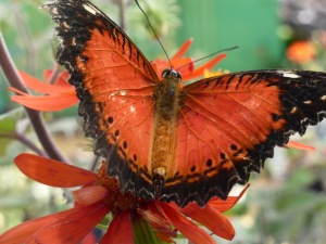 deep orange butterfly