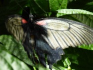 white, red, black butterfly