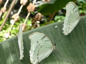 light green butterflies