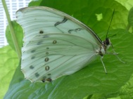 greenish butterfly