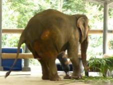elephant with prosthesis