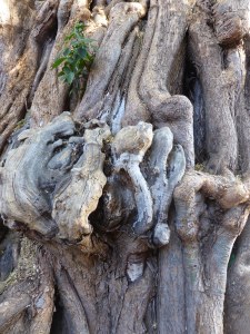 tree bark texture closeup