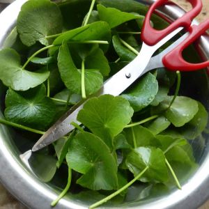 pennywort leaves and scissors