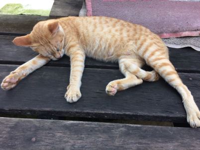 sprawled orange cat