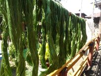 green dyed lotus fibre drying in the sun