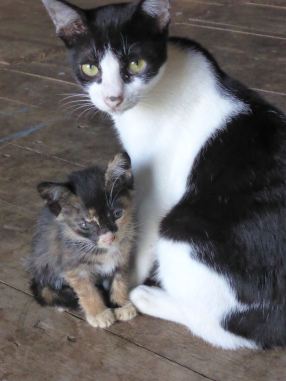 momma cat with kitten