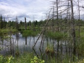 beaver dams and marshes