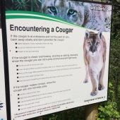 sign: "Encountering a cougar" - with tips for what to do