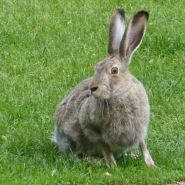 rabbit or hare