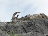 big-horned sheep