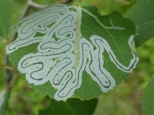 twisty lines on a leaf