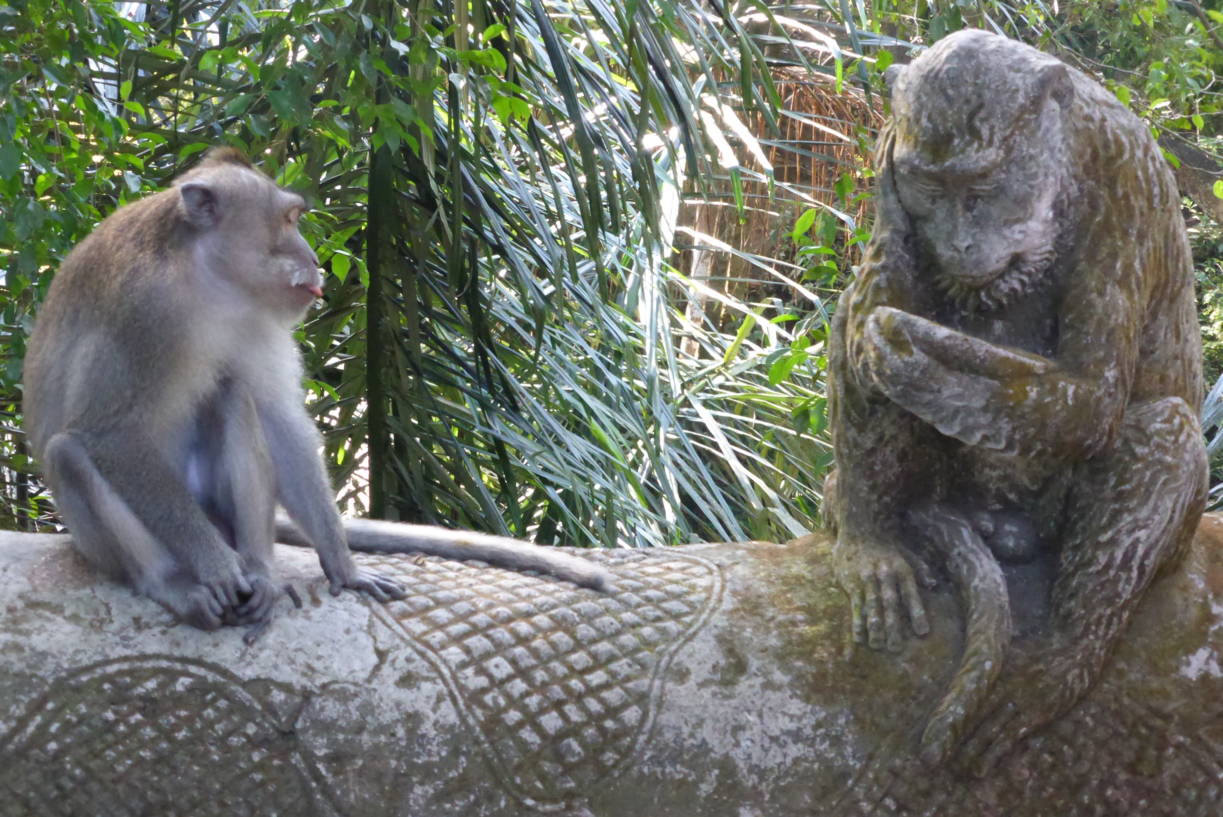 monkey looking at stone monkey statue
