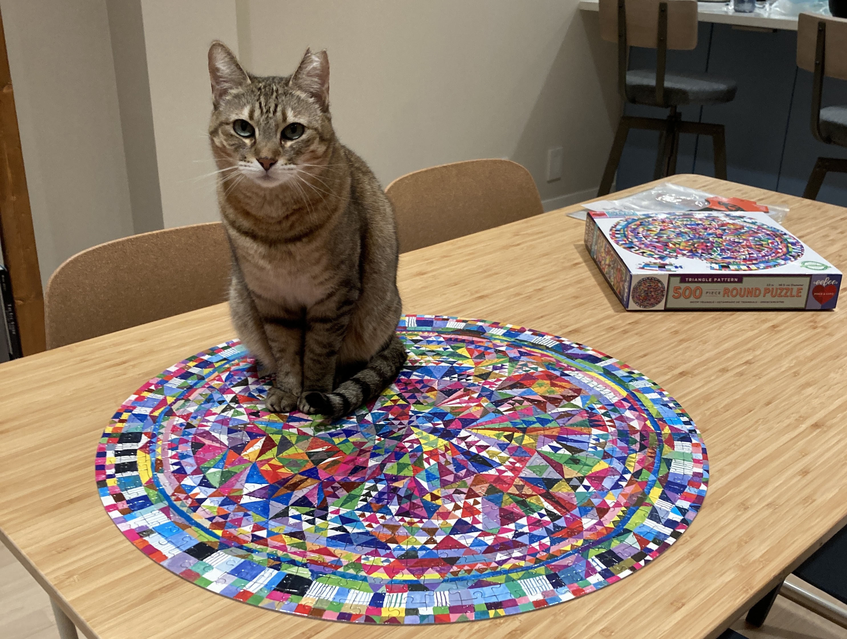 cat sitting on top of a colourful round puzzle